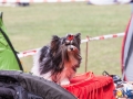 Dobre Miasto 2015-05-01_00061.jpg