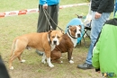 2016-05-01 dobre miasto wystawa psów psy (55)