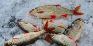 Wędkarstwo Podlodowe 2017 metodą Spławik , duże płocie na Warmii i Mazurach